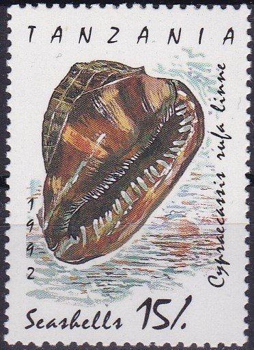 Red Helmet (Cypraecassis rufa)