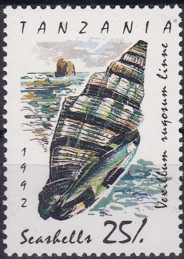 Rugose Mitre (Vexillum rugosum)
