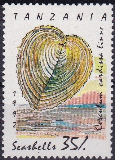 Heart Cockle (Corculum cardisa)