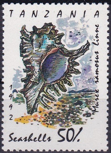 Ramose Murex (Murex ramosus)