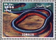 Snake