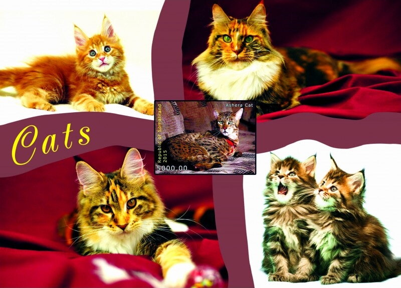 Cats