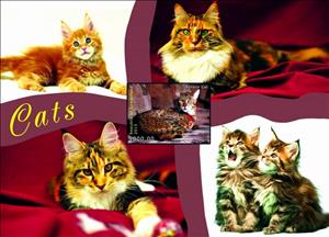 Souvenir Sheet, Cats, Somaliland,  , Animals (Fauna), Cats