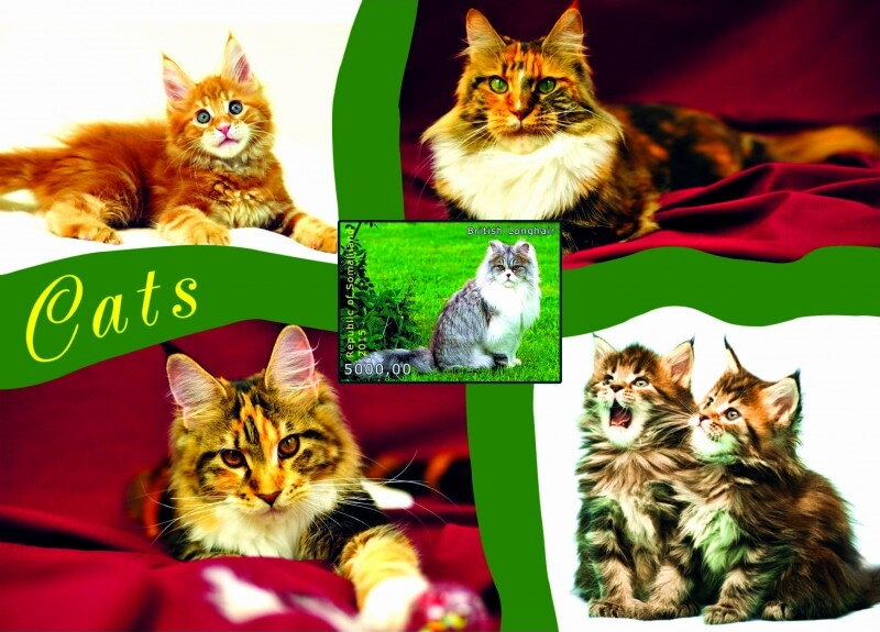 Cats