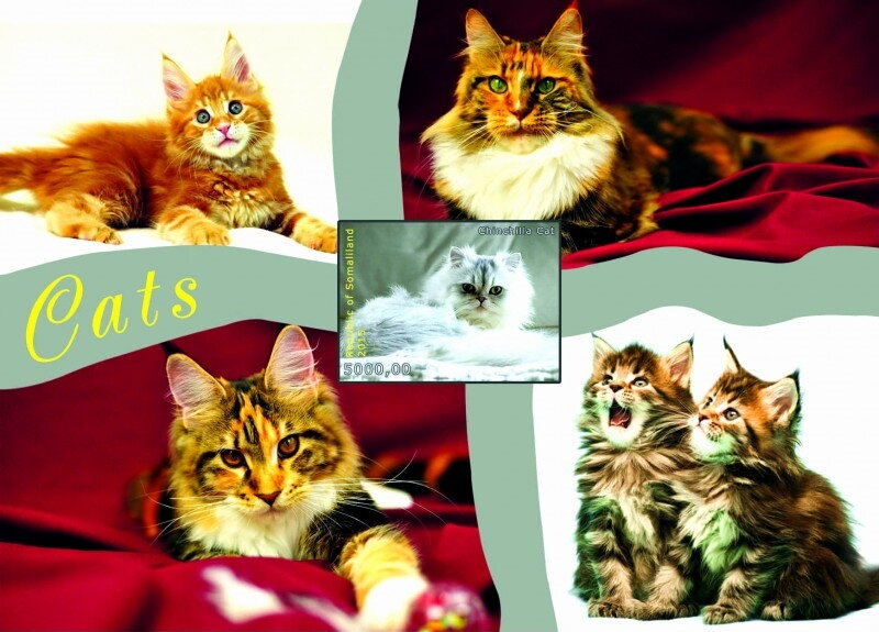 Cats
