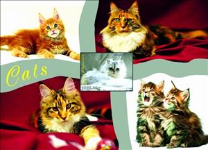 Souvenir Sheet, Cats, Somaliland,  , Animals (Fauna), Cats
