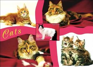 Souvenir Sheet, Cats, Somaliland,  , Animals (Fauna), Cats