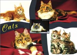 Souvenir Sheet, Cats, Somaliland,  , Animals (Fauna), Cats