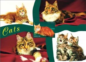 Souvenir Sheet, Cats, Somaliland,  , Animals (Fauna), Cats