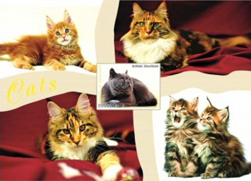Cats