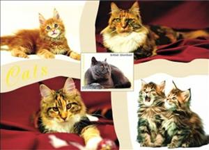 Souvenir Sheet, Cats, Somaliland,  , Animals (Fauna), Cats