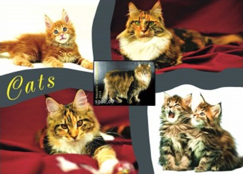 Cats