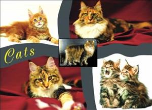 Souvenir Sheet, Cats, Somaliland,  , Animals (Fauna), Cats