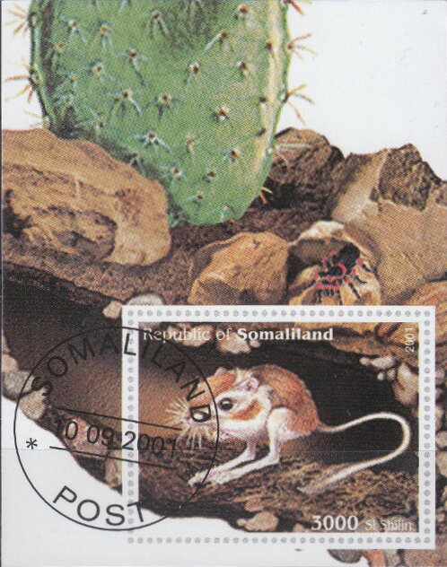Desert Mouse