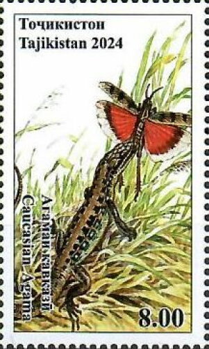 Caucasian Agama