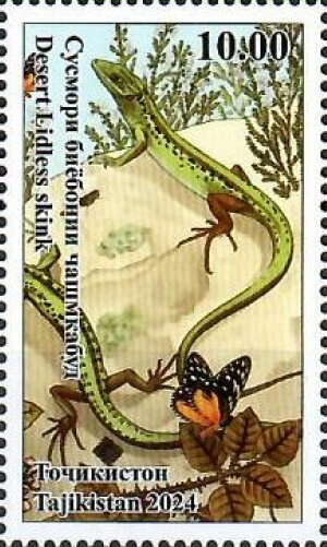 Desert Lidless Skink