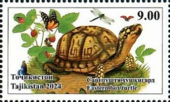 Eastern Box Turtle