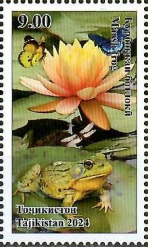 Marsh Frog