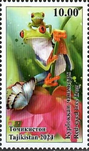 Red-Eyed Tree Frog