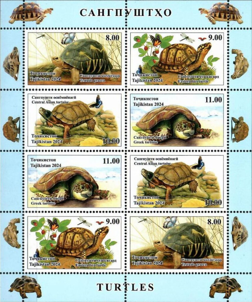 Turtles
