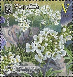 Stamp, Shivereckia podolica (Schivereckia podolica), Ukraine,  , Plants (Flora)