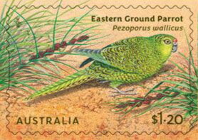 Eastern Ground Parrot (Pezoporus wallicus)