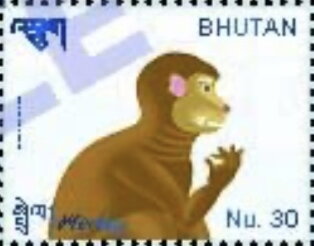 Monkey