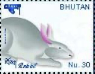 Rabbit