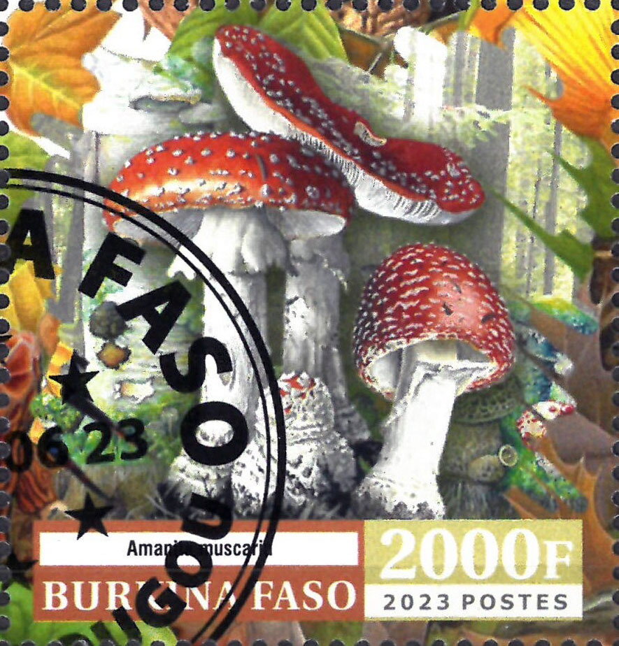 Amanita muscaria
