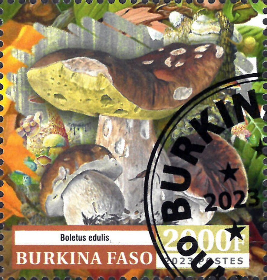 Boletus edulis