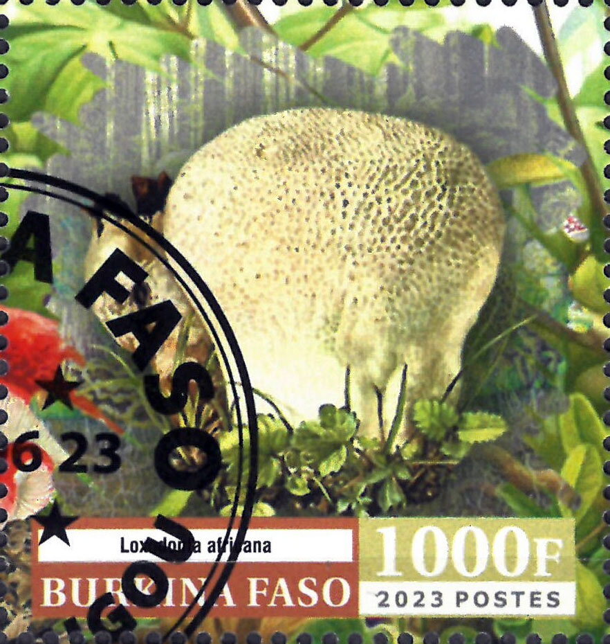 Loxodoma africana