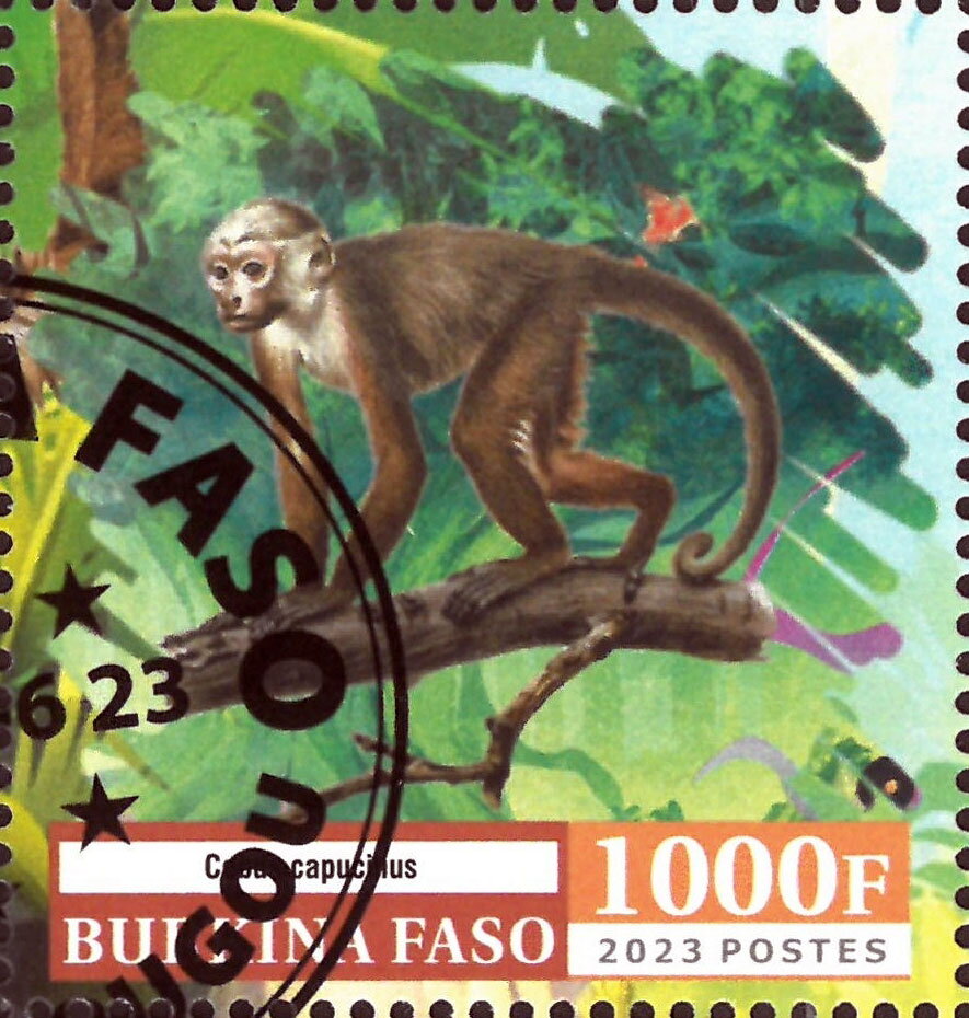 Monkeys