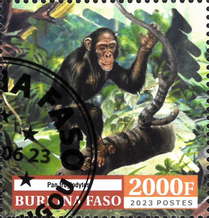 Monkeys