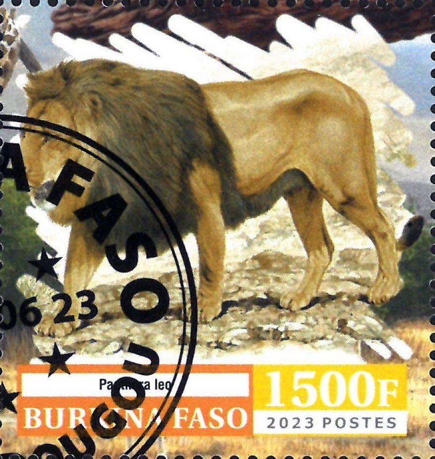 Panthera leo