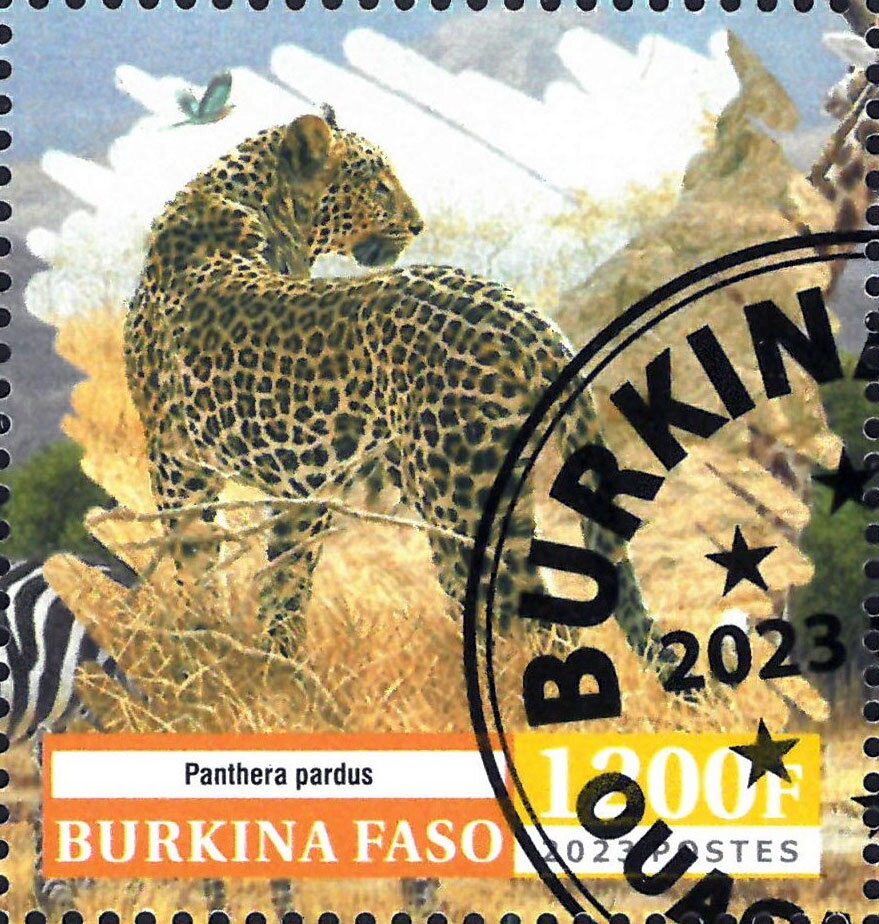 Panthera pardus