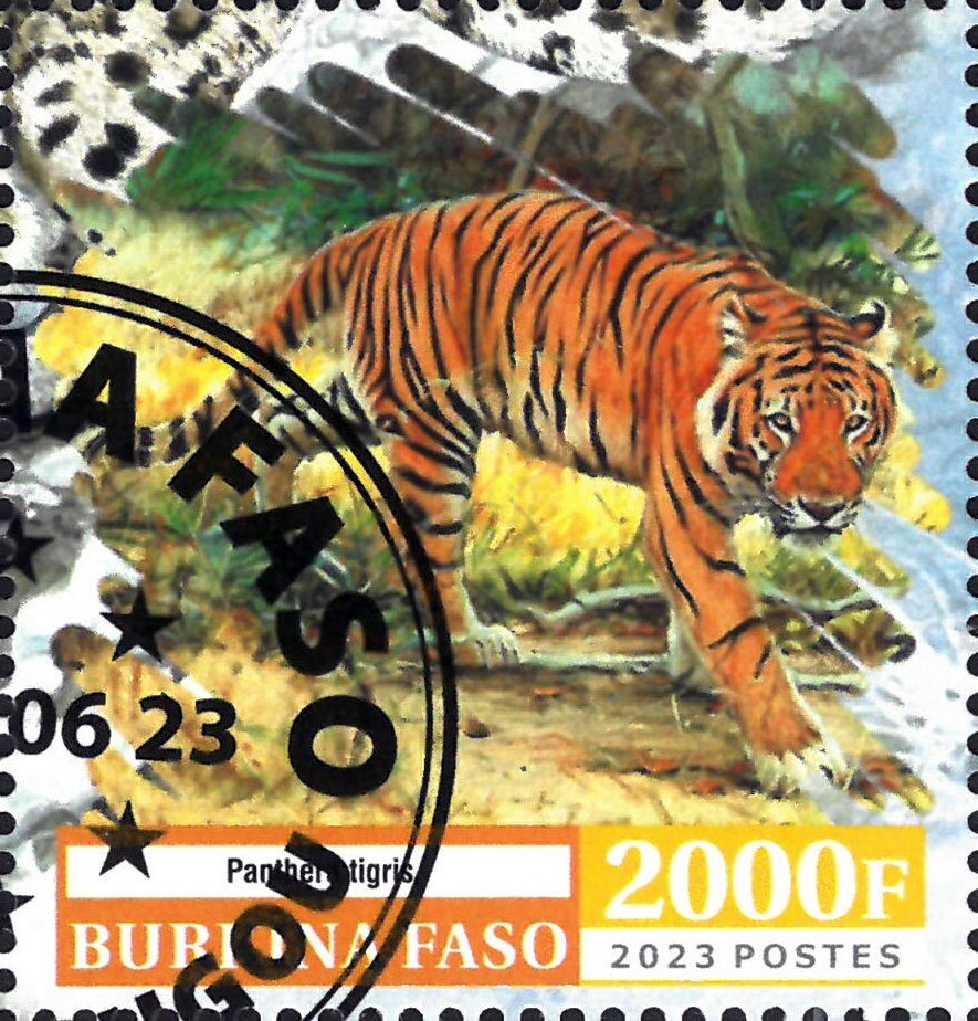Panthera Tigris