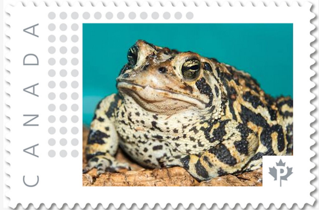 American Toad