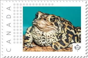 Stamp, American Toad, Canada,  , Amphibians, Animals (Fauna)