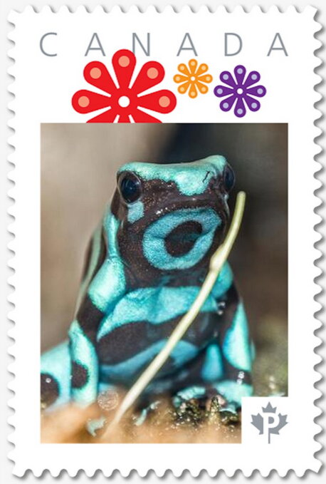 Aqua Green Dart Frog