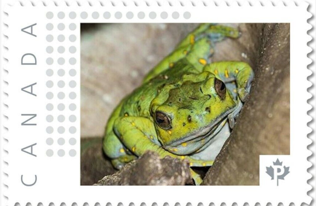 Asian Tree Toad