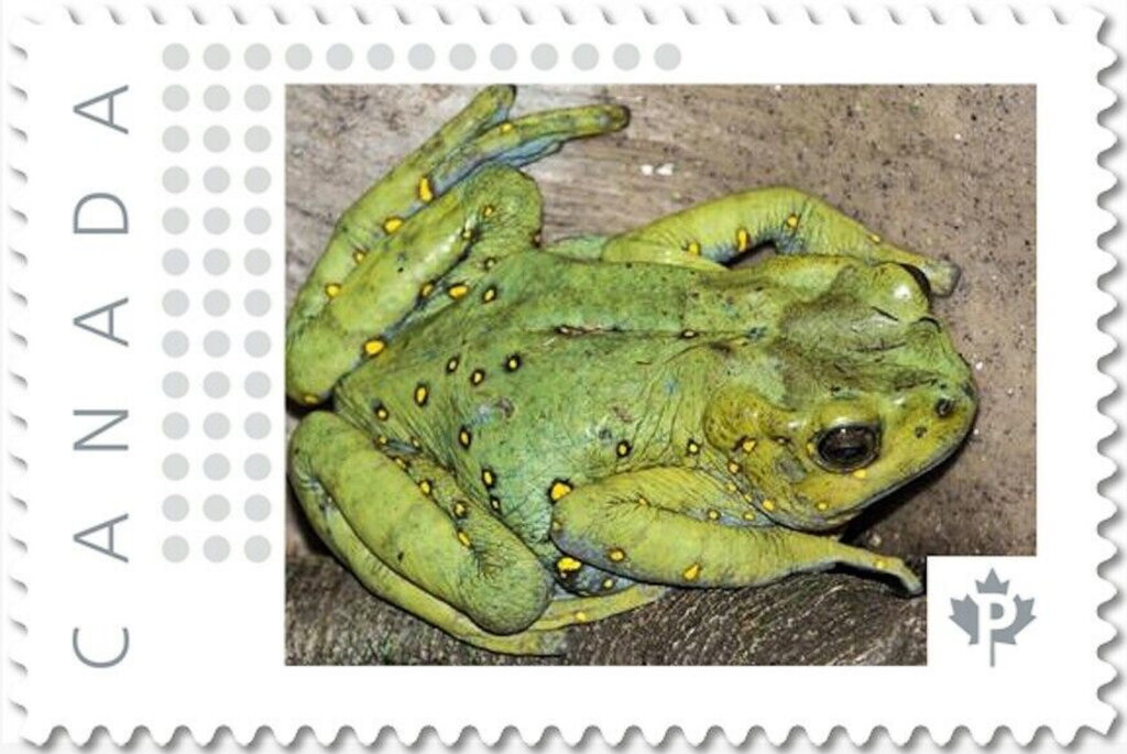 Asian Tree Toad
