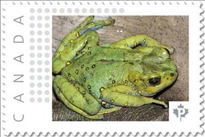Stamp, Asian Tree Toad, Canada,  , Amphibians, Animals (Fauna)