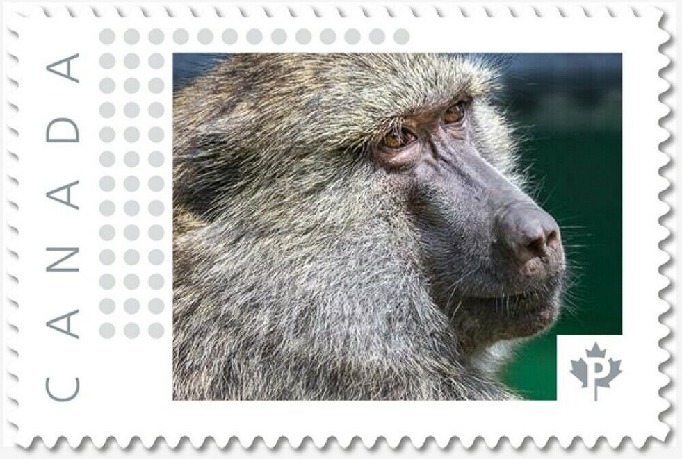 Baboon