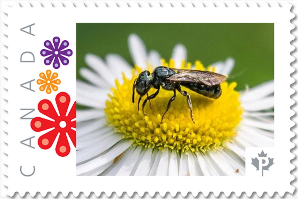 Black Wasp