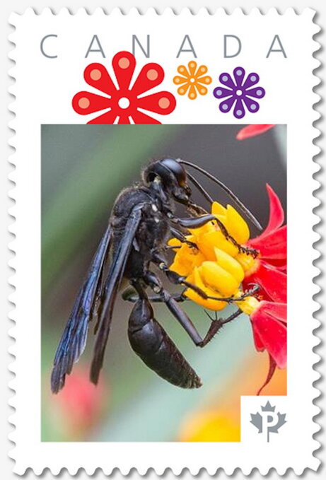 Black Wasp
