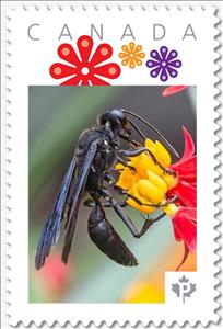 Stamp, Black Wasp, Canada,  , Animals (Fauna), Insects