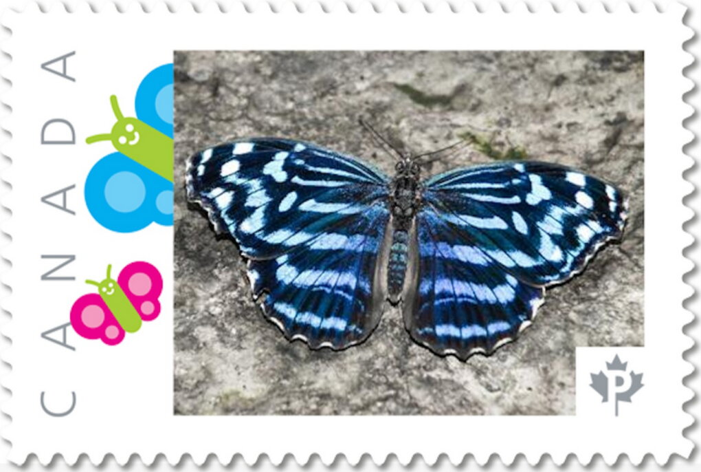 Blue Cracker Butterfly