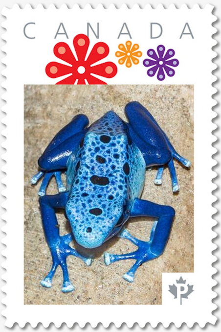 Blue Dart Frog