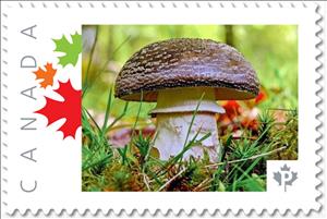 Stamp, Brown Mushroom, Canada,  , Mushrooms