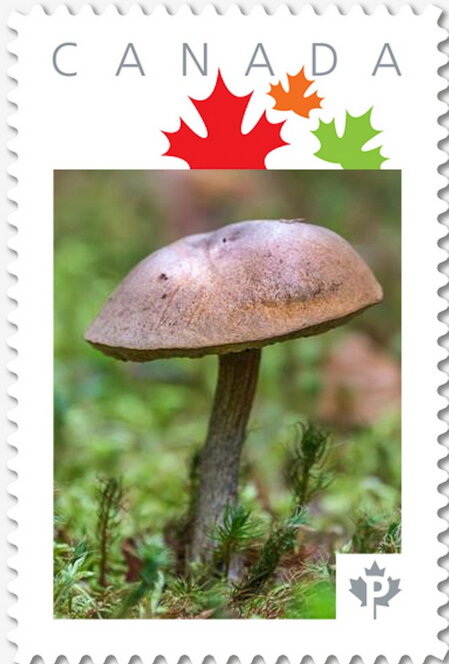 Brown Mushroom